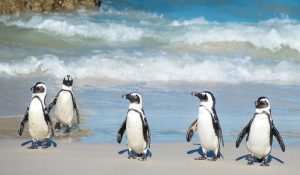 Meeting the African Penguins at Boulders Beach