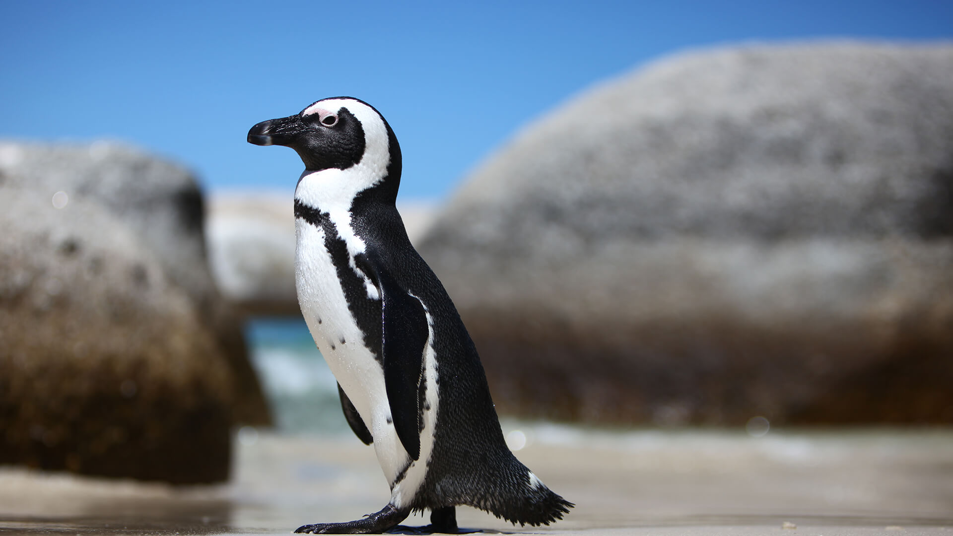 Meeting the African Penguins at Boulders Beach