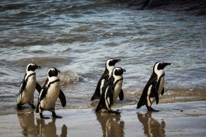 Meeting the African Penguins at Boulders Beach