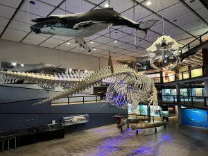 10 of the BEST Kids' Activities in Cape Town