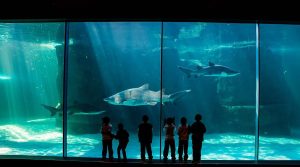 10 of the BEST Kids' Activities in Cape Town