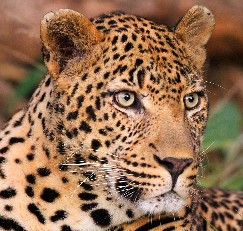 Luxurious Private Game Reserves in South Africa