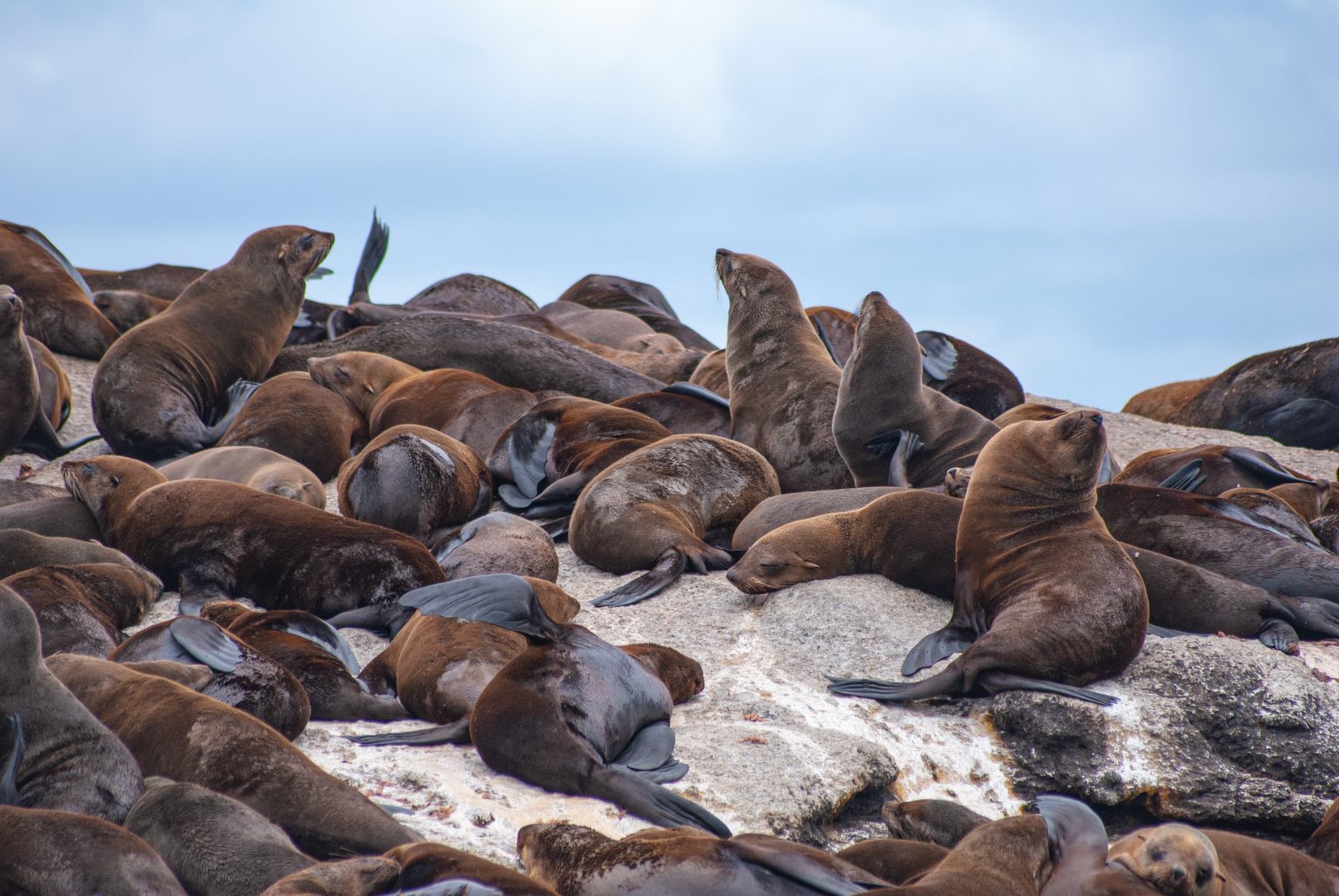 01 Seals