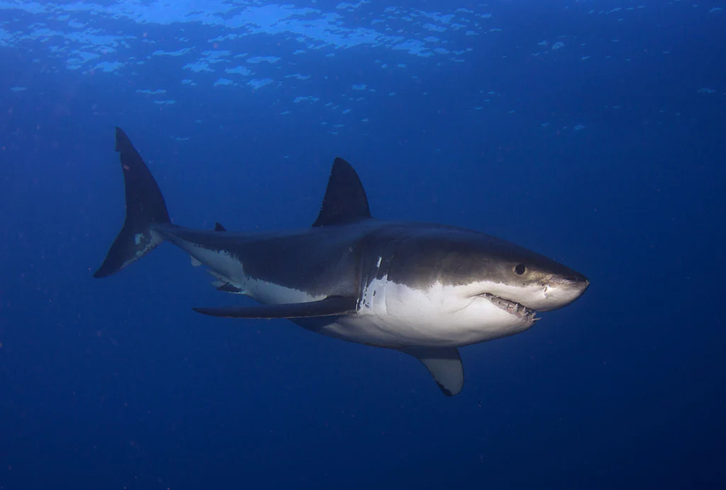 01 Shark