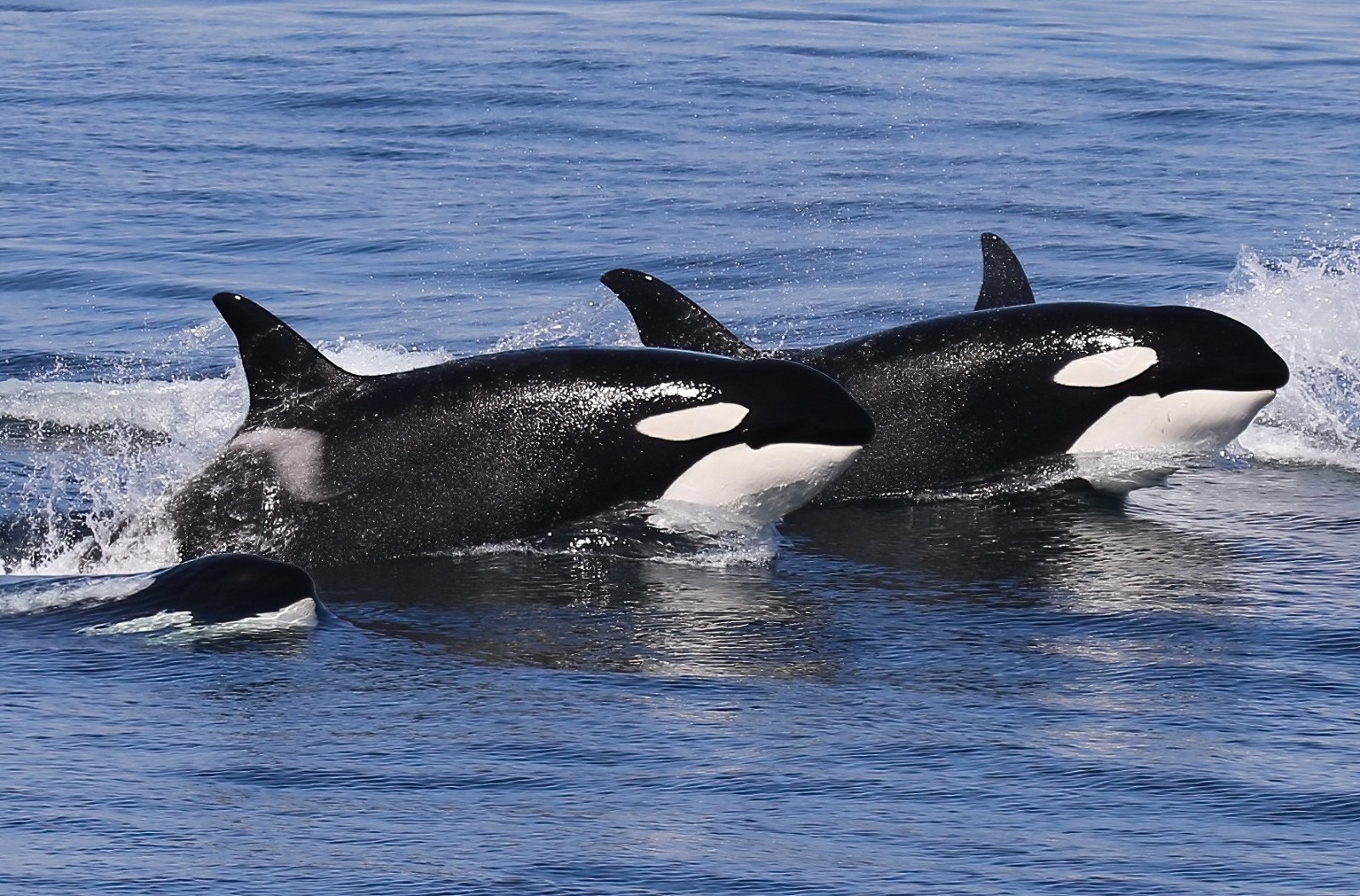 02 Orca
