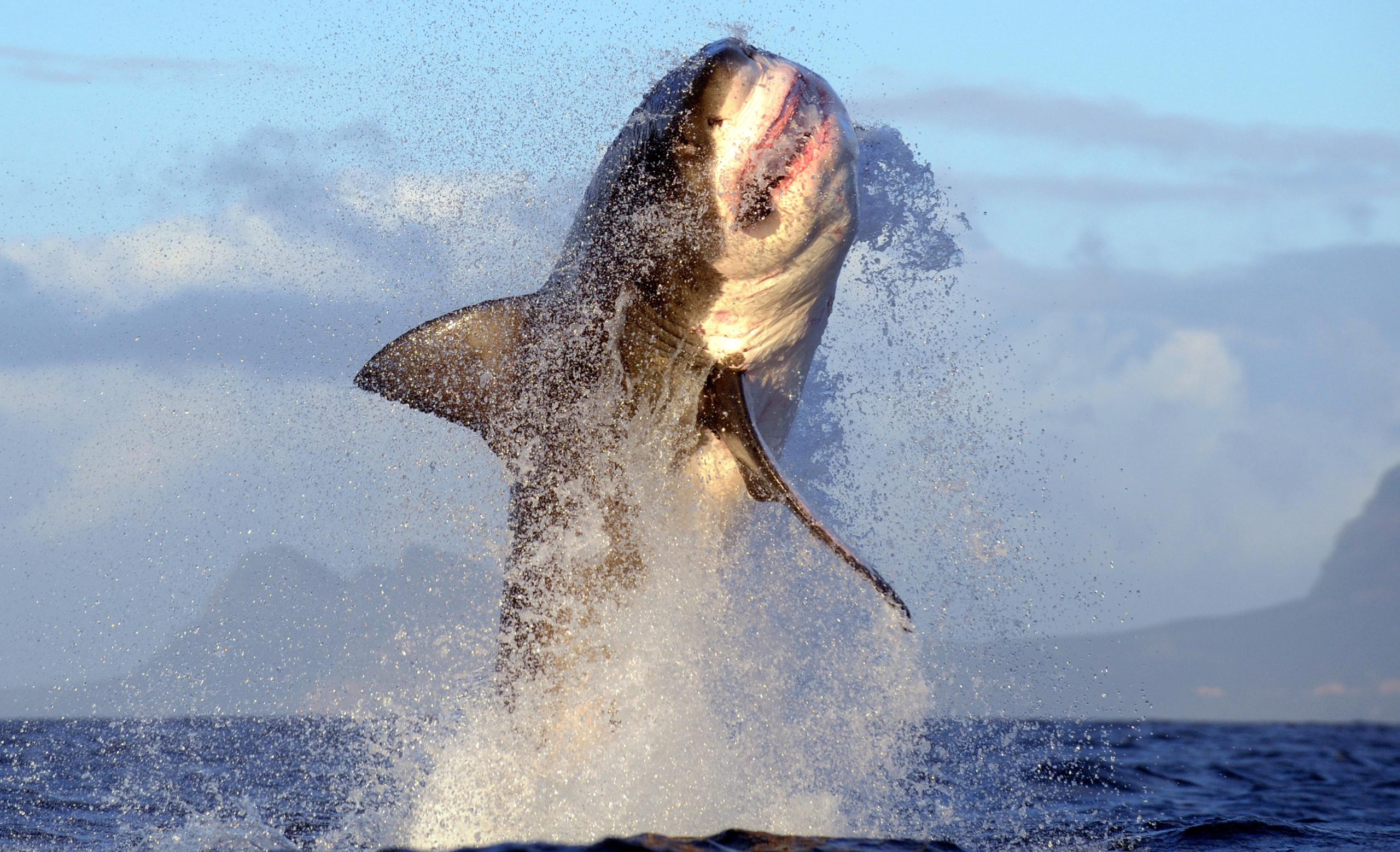 02 Shark