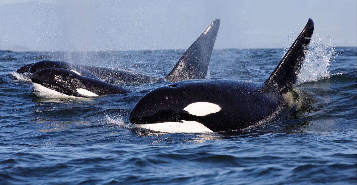 03 Orca
