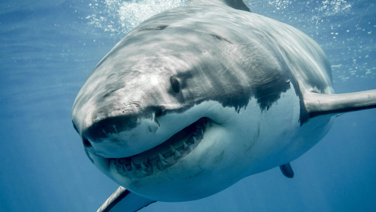 03 Shark