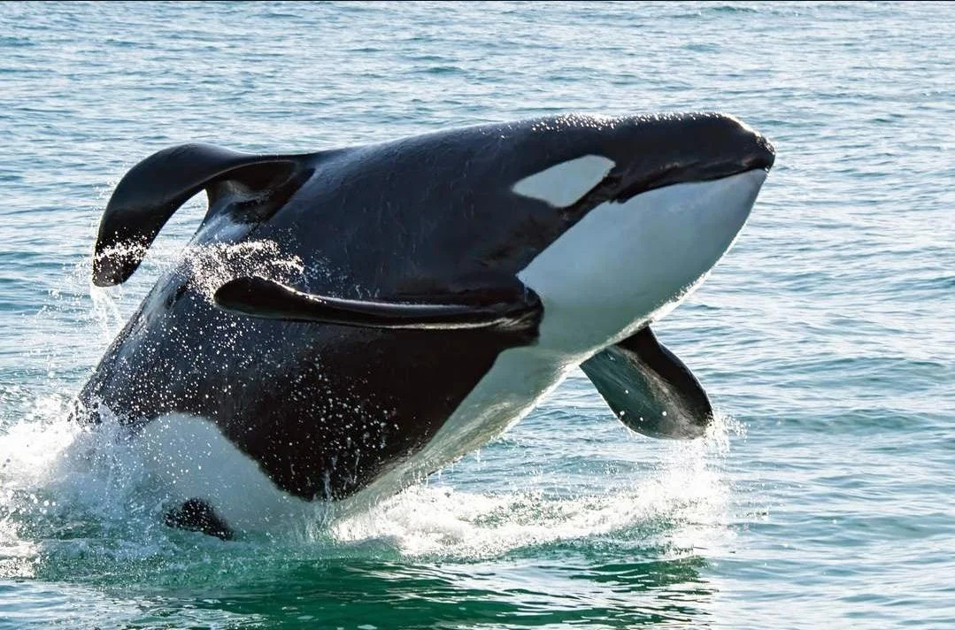 04 Orca