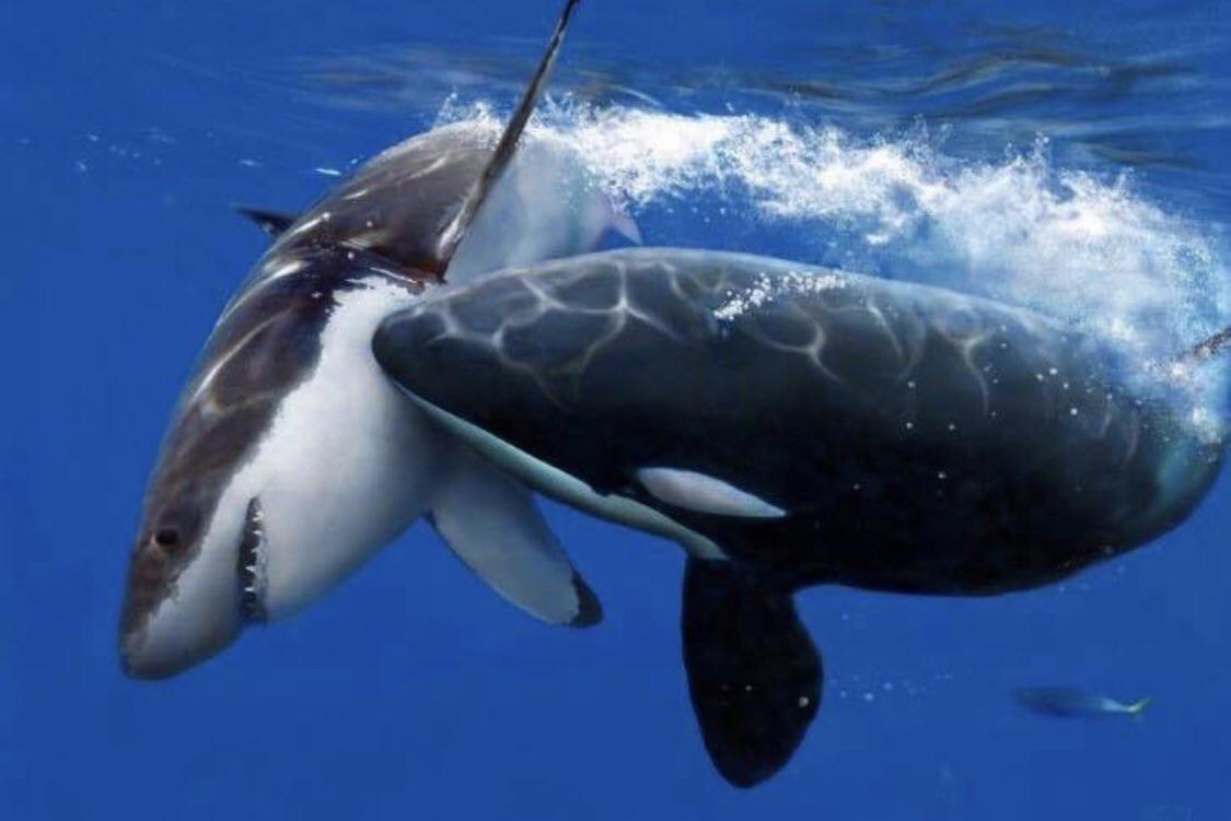 05 Orca