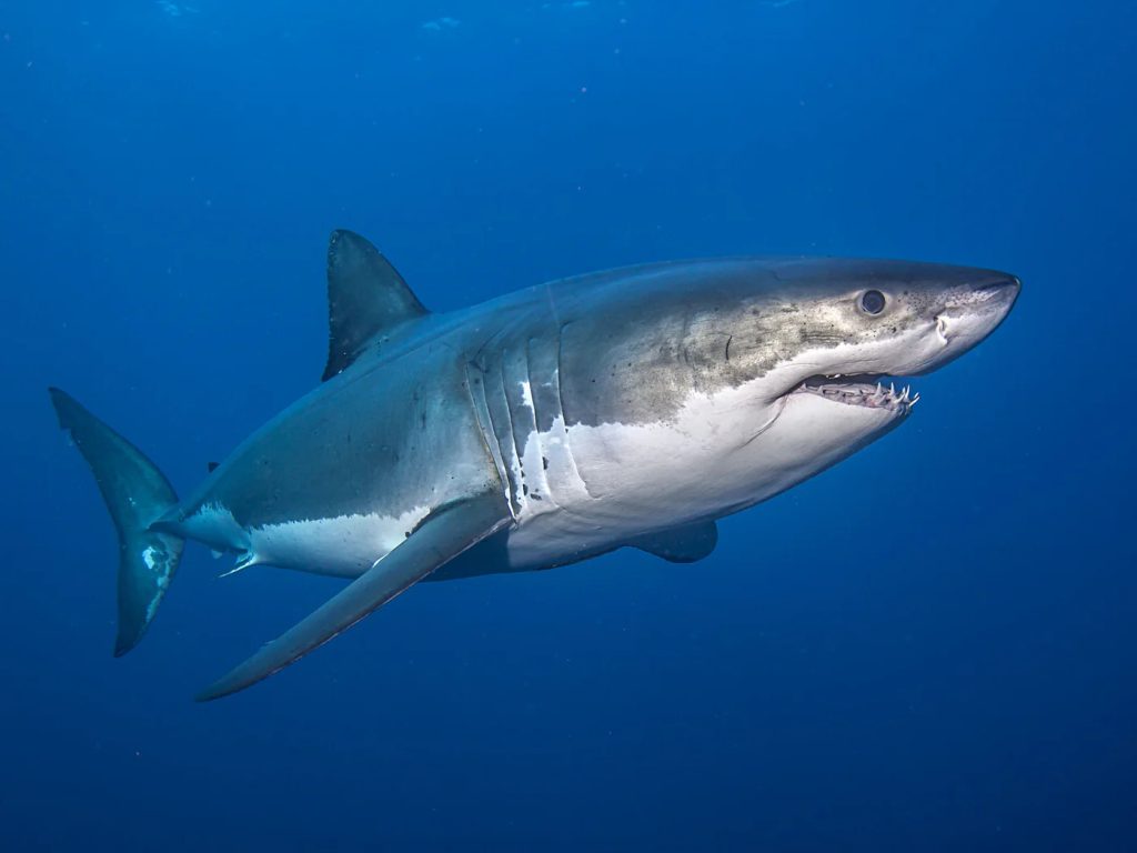 The Vanishing Giants of False Bay