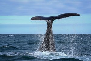 Best Whale Watching Spots along the Western Cape Coastline