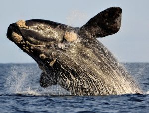 Best Whale Watching Spots along the Western Cape Coastline