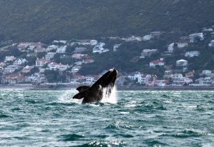 Best Whale Watching Spots along the Western Cape Coastline