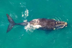 Best Whale Watching Spots along the Western Cape Coastline