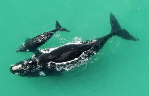 Best Whale Watching Spots along the Western Cape Coastline