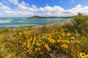 Best Whale Watching Spots along the Western Cape Coastline