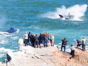 Best Whale Watching Spots along the Western Cape Coastline