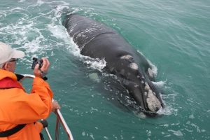 Best Whale Watching Spots along the Western Cape Coastline