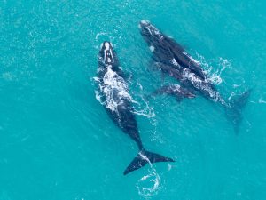 Best Whale Watching Spots along the Western Cape Coastline
