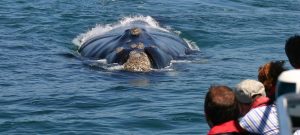 Best Whale Watching Spots along the Western Cape Coastline
