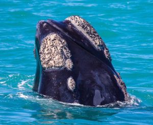 Best Whale Watching Spots along the Western Cape Coastline
