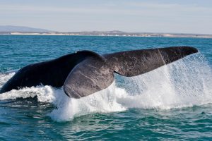 Best Whale Watching Spots along the Western Cape Coastline