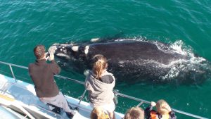 Best Whale Watching Spots along the Western Cape Coastline