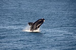 Best Whale Watching Spots along the Western Cape Coastline
