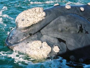 Best Whale Watching Spots along the Western Cape Coastline