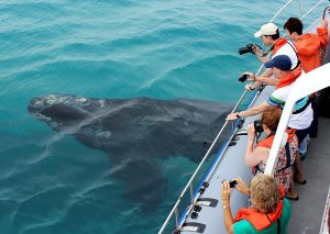 Best Whale Watching Spots along the Western Cape Coastline