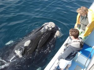 Best Whale Watching Spots along the Western Cape Coastline