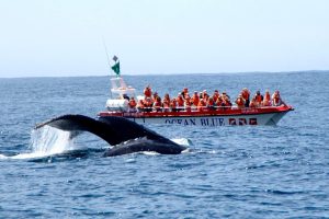 Best Whale Watching Spots along the Western Cape Coastline