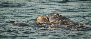 Best Whale Watching Spots along the Western Cape Coastline