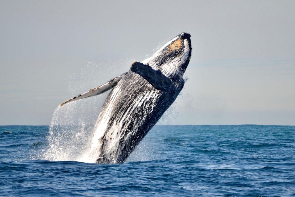 Best Whale Watching Spots along the Western Cape Coastline